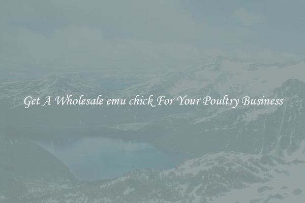 Get A Wholesale emu chick For Your Poultry Business
